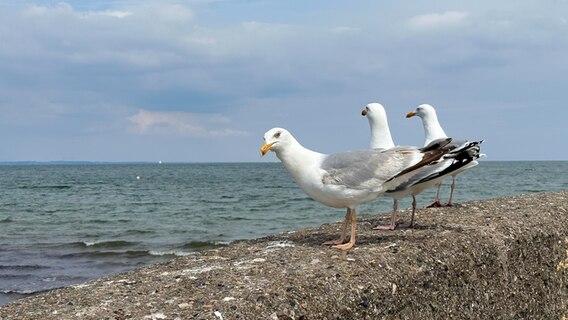 Drei Möwen sitzen mit Blick auf die Ostsee auf einer Mauer. © Sabine Schöne Foto: Sabine Schöne