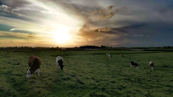 Kühe stehen auf einer Weide vor der untergehenden Sonne. © Hans-Jürgen von Hemm Foto: Hans-Jürgen von Hemm