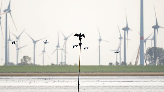 Mehrere Vögel fliegen an Windrädern vorbei. © Mike Mohr Foto: Mike Mohr