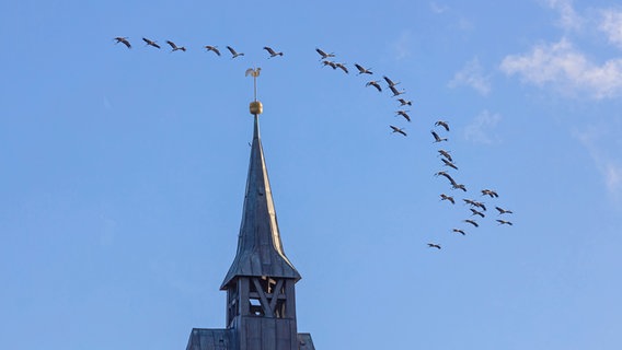 Ein Trupp Kraniche fliegt über eine Kirchturmspitze hinweg. © Dieter Kahler Foto: Dieter Kahler