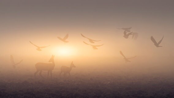 Zwei Rehe und viele Vögel sind im Nebeldunst zu erkennen. © Björn Behrendsen Foto: Björn Behrendsen