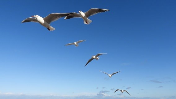 Möwen fliegen in Formation unter blauem Himmel. © Susanne Kreding Foto: Susanne Kreding