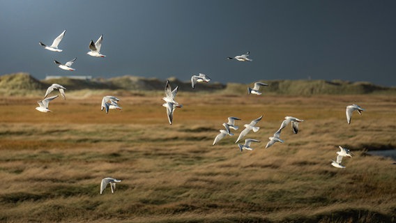 Eine Gruppe Möwen fliegt an Dünen vorbei. © Aaron Hinck Foto: Aaron Hinck