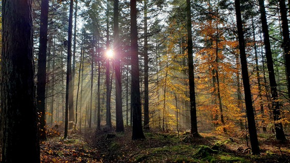 Im Wald stehen hohe, kahle, aber auch noch teilweise bunte Bäume. Von hinten scheint die Sonne hindurch und klare Sonnenstrahlen sind erkennbar. © Reiner Wagenführ Foto: Reiner Wagenführ