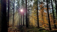 Im Wald stehen hohe, kahle, aber auch noch teilweise bunte Bäume. Von hinten scheint die Sonne hindurch und klare Sonnenstrahlen sind erkennbar. © Reiner Wagenführ Foto: Reiner Wagenführ