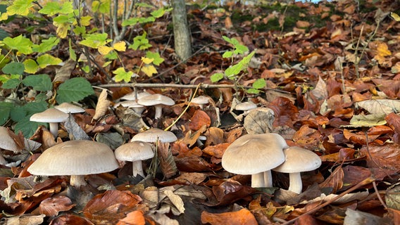 Pilze auf dem Waldboden. © Jan Kascheike Foto: Jan Kascheike