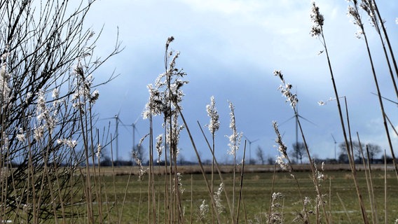 Pflanzenhalme im Vordergrund mit Windräder im Hintergrund. © Cordula Sönnichsen Foto: Cordula Sönnichsen