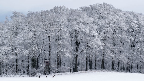 Ein Wald bei Schnee mit einer Gruppe Hirsche. © Cornelia Wettich Foto: Cornelia Wettich