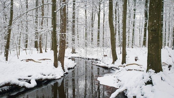 Ein Wald mit Schnee und kleinem Bach. © Nadine Tappe Foto: Nadine Tappe