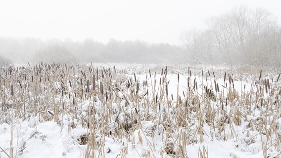 Ein schneebedecktes Feld im Nebel. © Peter Kuhr Foto: Peter Kuhr