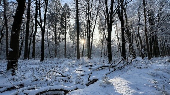 Die Sonne schimmert durch den mit Schnee bedeckten Wald. © Ursula Andresen Foto: Ursula Andresen
