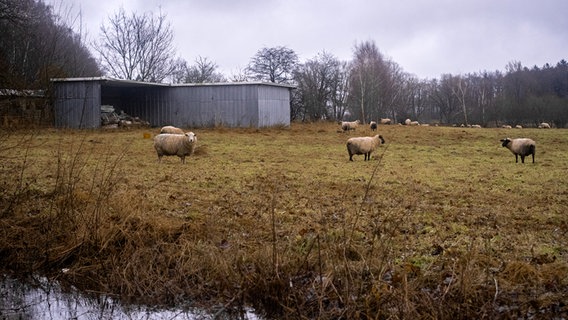 Mehrere Schafe stehen auf einer kleinen Weide unter grauem Himmel. © Fabian Schrum Foto: Fabian Schrum