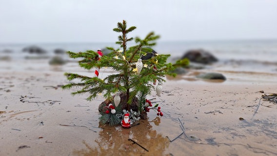 Ein Weihnachtsbaum am Strand von Sierksdorf © Axel Greve Foto: Axel Greve