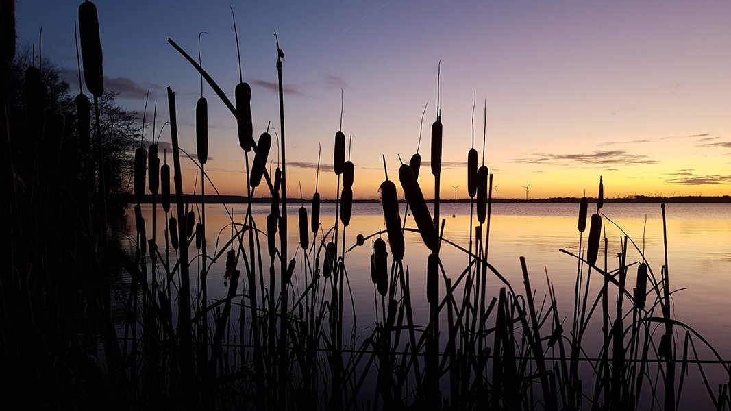 Silhoutten von Rohrkolben im Abendlicht am Wittensee.