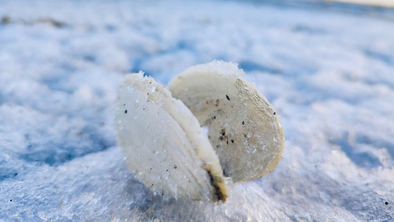 Eine vereiste Muschel im Schnee. © Annika Rex Foto: Annika Rex