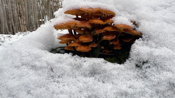 Pilze unter einer Schneedecke. © Jens Borchardt Foto: Jens Borchardt