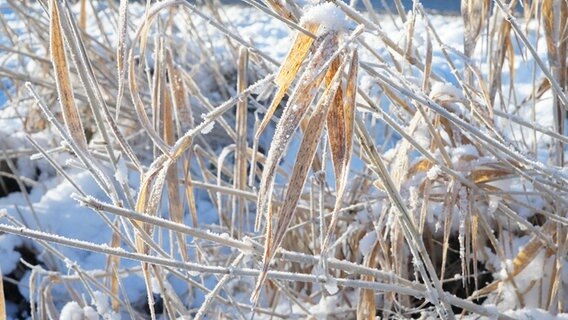 Schnee liegt auf Halmen von einer Pflanze. © Petra Lassen Foto: Petra Lassen