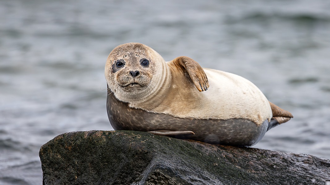 Seehundbestand in der Nordsee nimmt langfristig ab