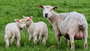 Eine Schaafmama steht mit ihren beiden Lämmern auf einer wiese in Eiderstedt (Nordfriesland). © Achim Otto Foto: Achim Otto