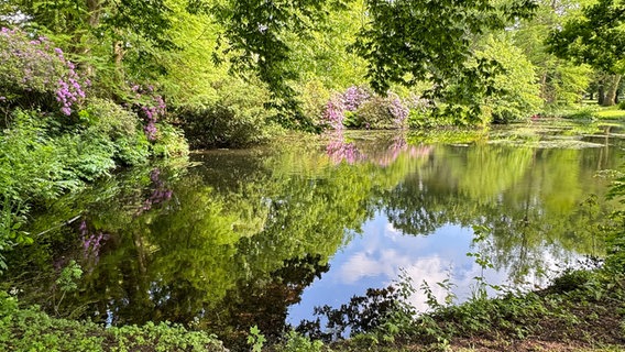 In einem Teich des Lübecker Stadtparks zeigt sich eine farbenfrohe Spiegelung von Pflanzen und Himmel. © Ute Manthey Foto: Ute Manthey