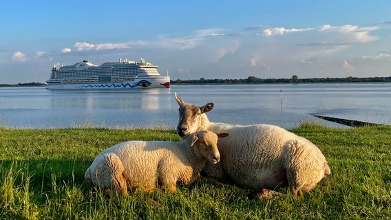Zwei Schafe liegen beieinander auf einer Wiese vor der Elbe. Im Hintergrund ist ein Kreuzfahrtschiff zu sehen. © Beatrice Schunke Foto: Beatrice Schunke