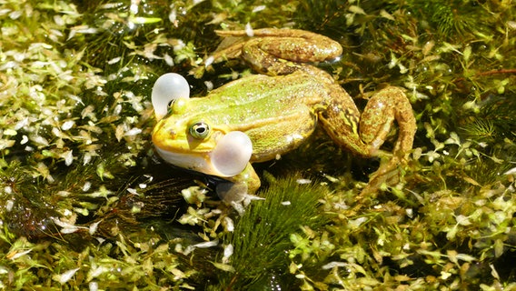 Ein Frosch sitzt mit dicken Backen in einem Teich. © Manuela Müller Foto: Manuela Müller