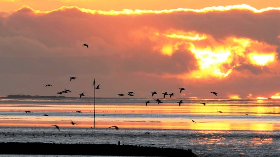 Vögel fliegen am Strand vor einem goldenen Sonnenuntergang. © Cordula Sönnichsen Foto: Cordula Sönnichsen