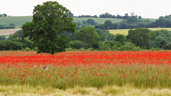 Ausblick über die Felder mit rotem Mohn. © Marion Prieß Foto: Marion Prieß