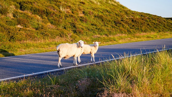 Zwei Schafe stehen auf einem Weg auf der Insel Sylt. © Karin Bräunert Foto: Karin Bräunert