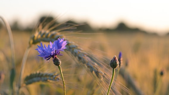 Eine blaue Kornblume wächste am Feldrand. © Melanie Lettau Foto: Melanie Lettau