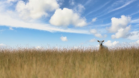 Ein Schaf steht am Deich in Schüttsiel, Nordfriesland. © Helma Johannsen Foto: Helma Johannsen