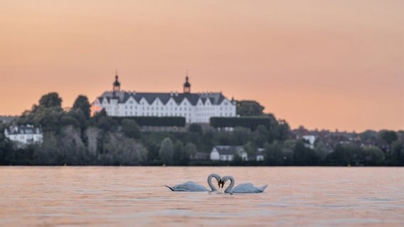 Zwei Schwäne bilden eine Herzform vor dem Schloss Plön. © Andreas Thomsen Foto: Andreas Thomsen