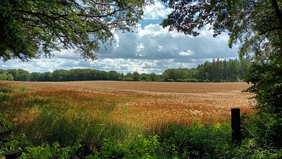 Ein goldenes Kornfeld, umgeben von grünem Wald. © Uwe Ewald Foto: Uwe Ewald