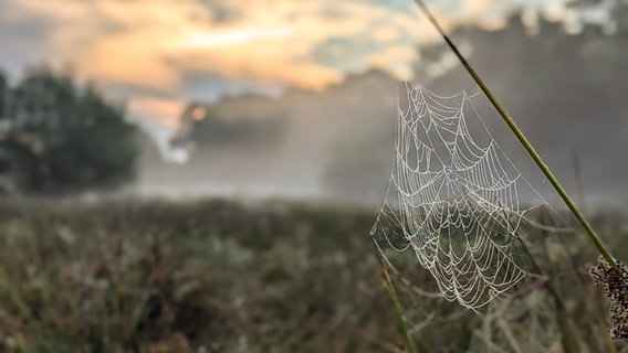 Ein Spinnennetz in der aufgehenden Morgensonne. © Stefanie Rocek Foto: Stefanie Rocek
