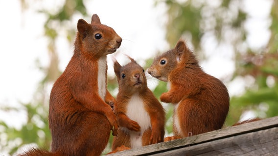 Eine Eichhörnchenfamilie sitzt beisammen. © Britta Willig Foto: Britta Willig