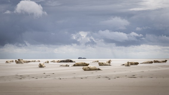 Seehunde liegen auf den Sandbänken vor Pellworm. © Bodo Puttins Foto: Bodo Puttins