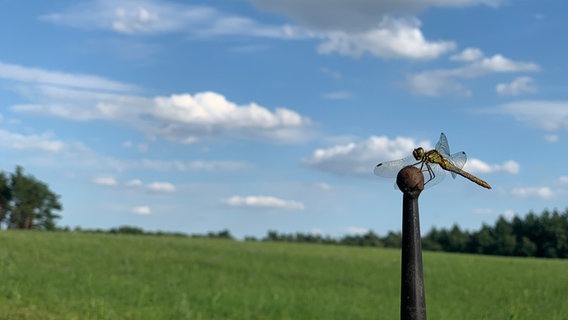 Eine grüne Libelle sitzt auf einem Zaun vor einer grünen Wiese und blauem Himmel. © Sandra Schuldt Foto: Sandra Schuldt