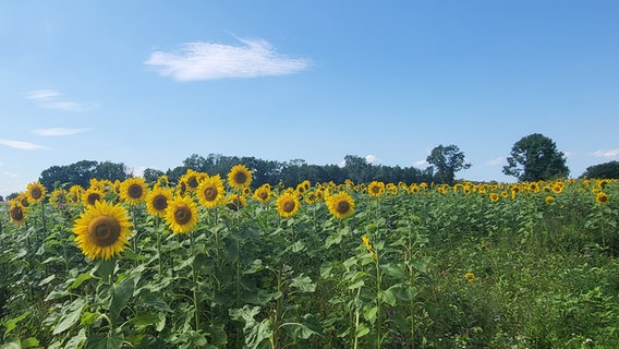 Ein Sonnenblumenfeld vor blauem Himmel © Sirje Platz Foto: Sirje Platz