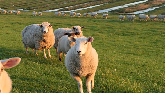 Eine Gruppe Schafe steht auf einer Weide und guckt neugierig in die Kamera. © Cordula Sönnichsen Foto: Cordula Sönnichsen