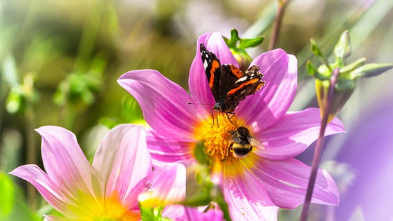 Eine Hummel und ein Schmetterling sitzen auf einer großen Blüte in der Sonne. © Karin Bräunert Foto: Karin Bräunert