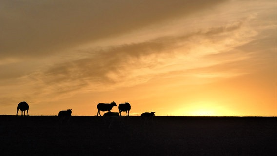 Schafe stehen silhouettenhaft vor einem gelb-orangenem Sonnenuntergang. © Cordula Sönnichsen Foto: Cordula Sönnichsen