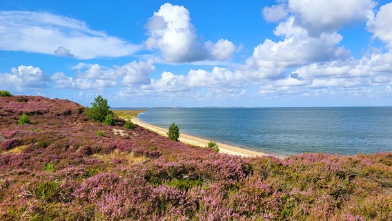 Die Sylter Heidelandschaft bei sonnigem Wetter und blauem Himmel. Im Hintergrund ist die Nordsee zu erkennen. © Uwe Schmale Foto: Uwe Schmale