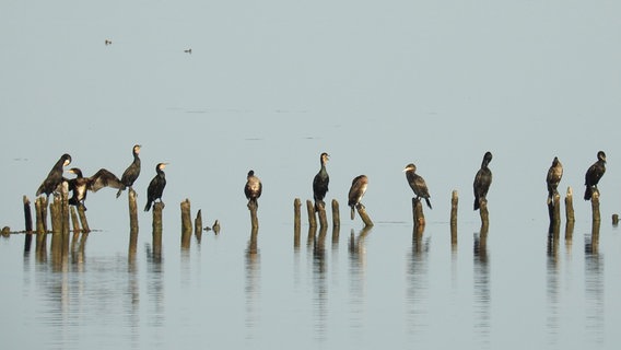 Viele Kormorane sitzen auf Buhnen, die im Wasser stehen, und ruhen sich aus. © Michael Fugmann Foto: Michael Fugmann