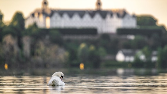 Ein Schwan schwimmt auf dem Wasser und neigt seinen Kopf zum rechten Flügel. Im Hintergrund ist das Plöner Schloss verschwommen zu sehen. © Andreas Thomsen Foto: Andreas Thomsen