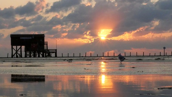 Eine Möwe bei Sonnenaufgang am Strand von St. Peter Ording. © Wenke Stahlbock Foto: Wenke Stahlbock