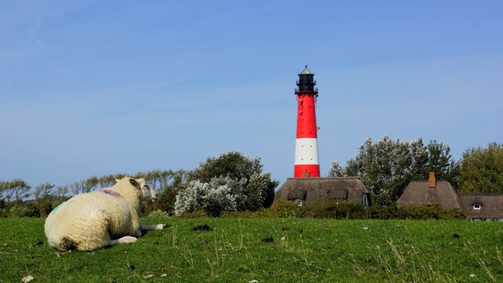 Ein Schaf liegt auf einer Wiese, im Hintergrund ist der Leuchtturm Pellworm zu sehen. © Franz Christian Kompanik Foto: Franz Christian Kompanik