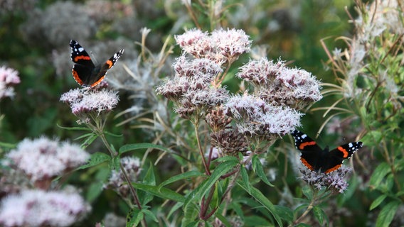 Zwei Admiral-Falter sitzen auf auf einer Blume und saugen am süßen Nektar. © Dieter Dickel Foto: Dieter Dickel