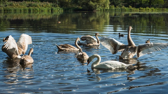 Schwäne auf dem Kurparksee in Bad Schwartau. © Karin Bräunert Foto: Karin Bräunert