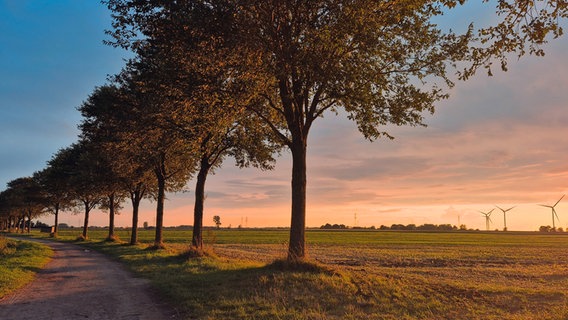 Ein Weg mit aneinandergereihten Bäumen, der an ein Feld mit Windmühlen im Hintergrund grenzt. © Anke Rohmann Foto: Anke Rohmann