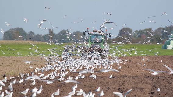 Möwen versuchen, während ein Feld gepflügt wird, Futter zu finden. © Jens Krüger Foto: Jens Krüger